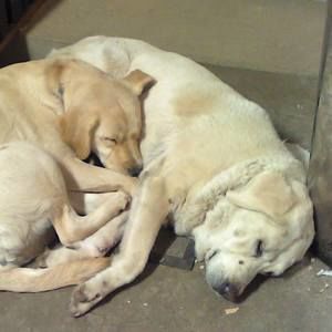 Meet your Posher, Robin